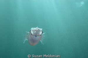 Nowhere to run.
Baby squid-  about 2 inches long. I was ... by Suzan Meldonian 
